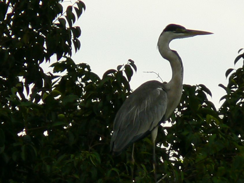 Heron